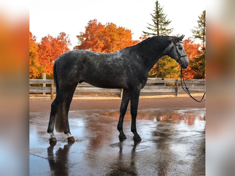 KWPN Gelding 5 years 16,1 hh Grey in M&#xF3;r