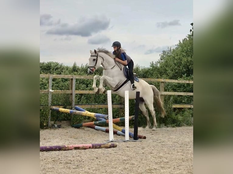 KWPN Gelding 5 years 16,1 hh Grey in Canterbury
