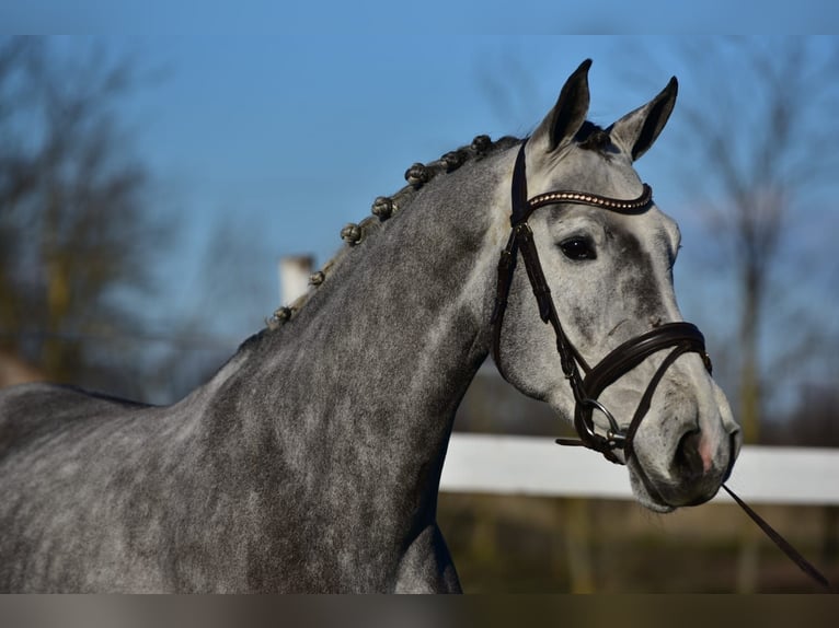 KWPN Gelding 5 years 16,1 hh Grey in Békésszentandrás