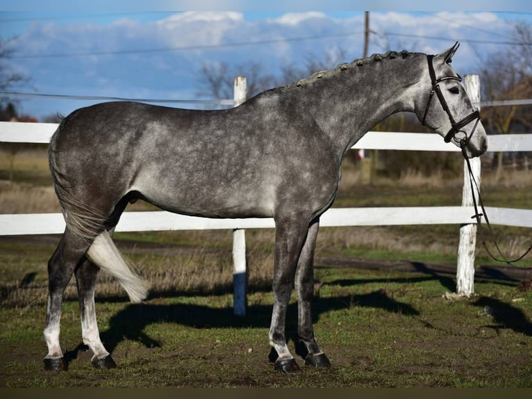 KWPN Gelding 5 years 16,1 hh Grey in Békésszentandrás