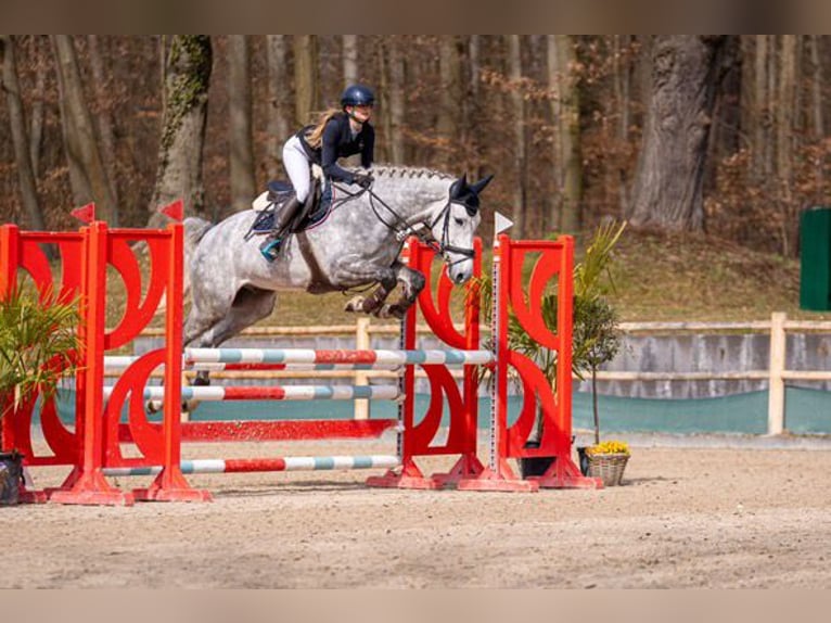 KWPN Gelding 5 years 16,1 hh Grey in W&#xE4;chtersbach