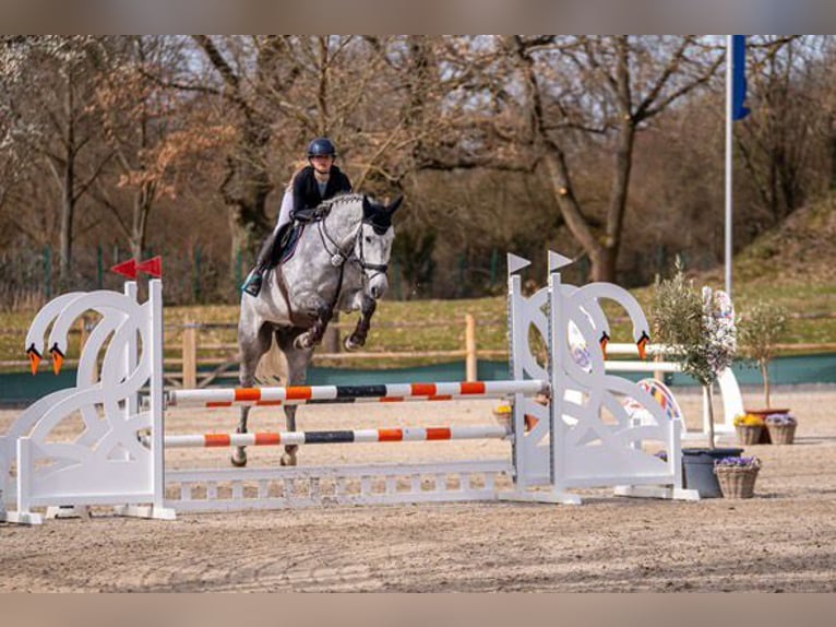 KWPN Gelding 5 years 16,1 hh Grey in W&#xE4;chtersbach