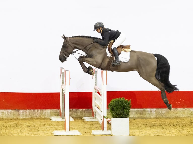 KWPN Gelding 5 years 16,1 hh  in Waddinxveen