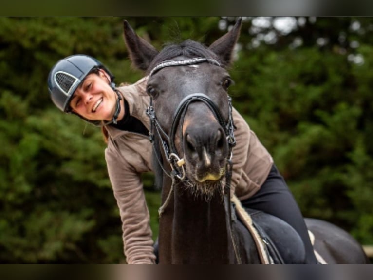 KWPN Gelding 5 years 16,1 hh Smoky-Black in Azay sur cher