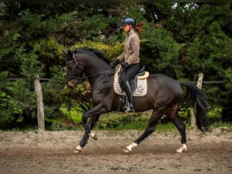KWPN Gelding 5 years 16,1 hh Smoky-Black in Azay sur cher