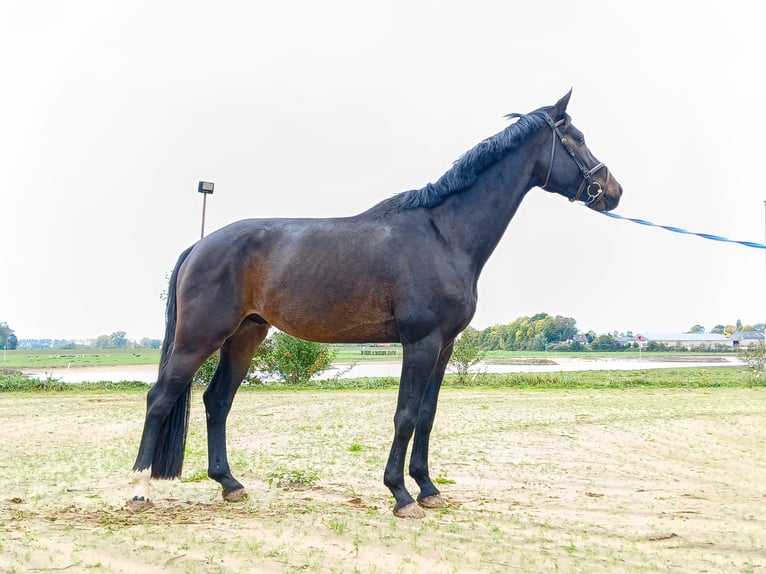KWPN Gelding 5 years 16,1 hh Smoky-Black in DiepenveenD KWPN Gelding 5 years 16,1 hh Smoky-Black in DiepenveenD