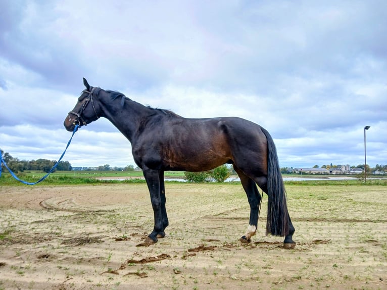 KWPN Gelding 5 years 16,1 hh Smoky-Black in DiepenveenD KWPN Gelding 5 years 16,1 hh Smoky-Black in DiepenveenD