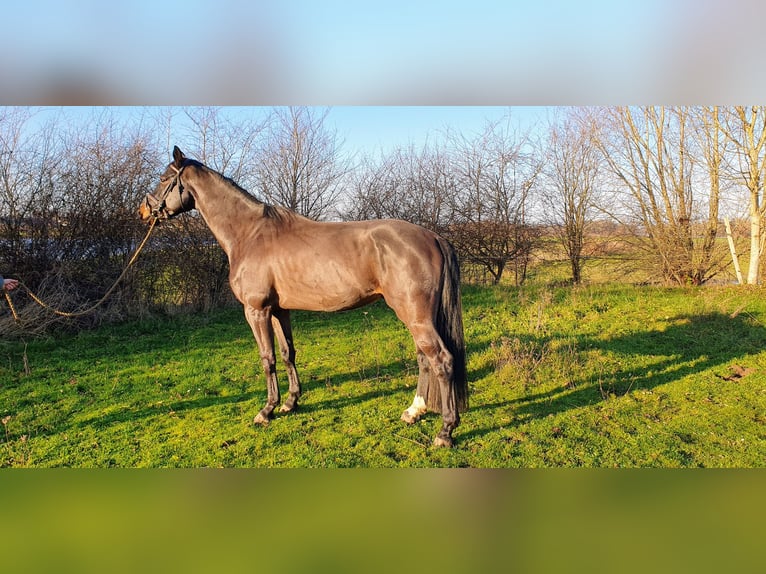 KWPN Gelding 5 years 16,1 hh Smoky-Black in DiepenveenD