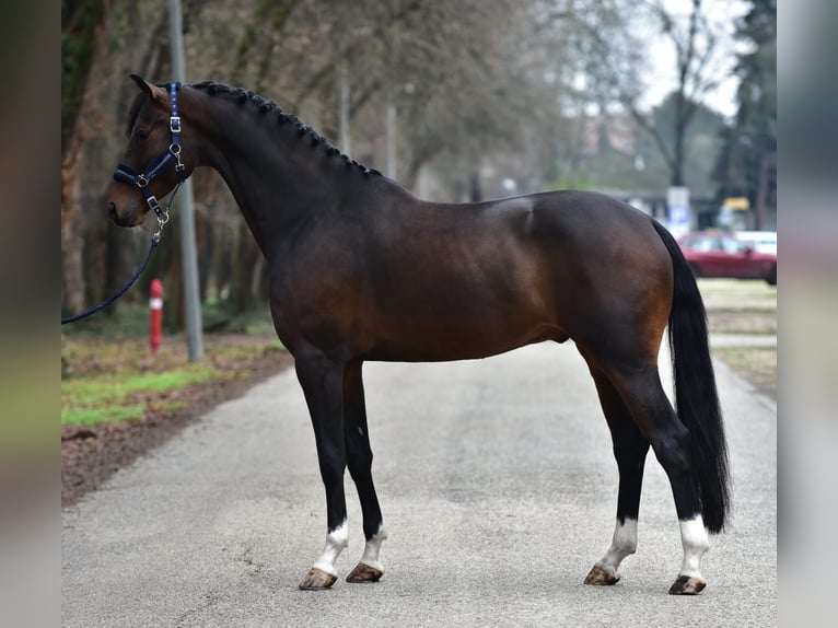 KWPN Gelding 5 years 16,2 hh Bay-Dark in Grieselstein