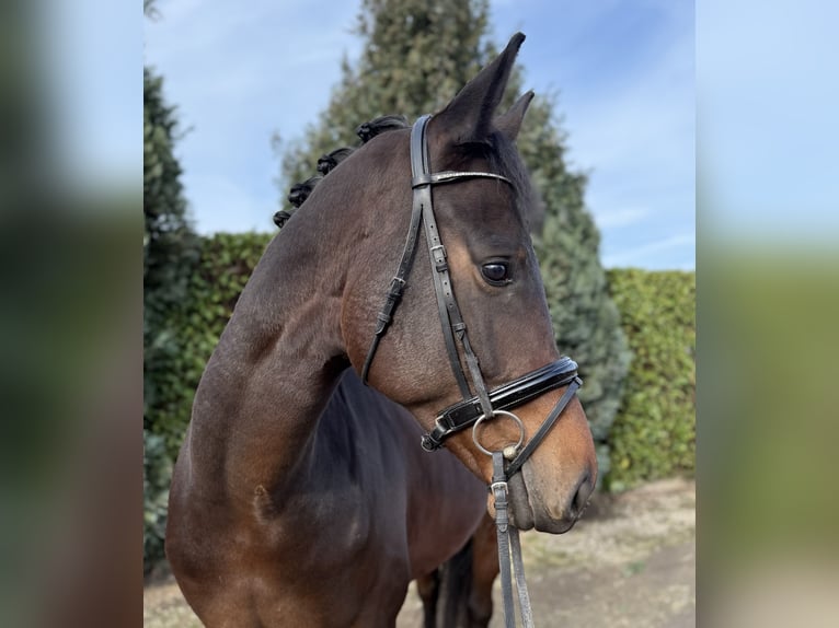 KWPN Gelding 5 years 16,2 hh Bay-Dark in Oud Gastel