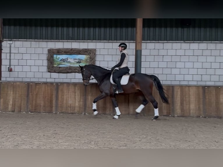 KWPN Gelding 5 years 16,2 hh Bay-Dark in Oud Gastel