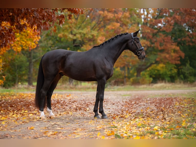 KWPN Gelding 5 years 16,2 hh Bay-Dark in Peer