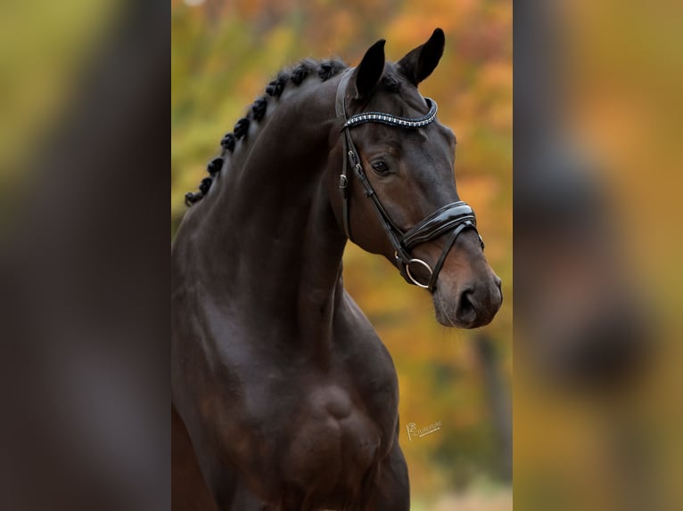 KWPN Gelding 5 years 16,2 hh Bay-Dark in Peer