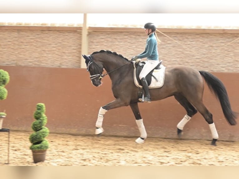 KWPN Gelding 5 years 16,2 hh Black in Wehringen