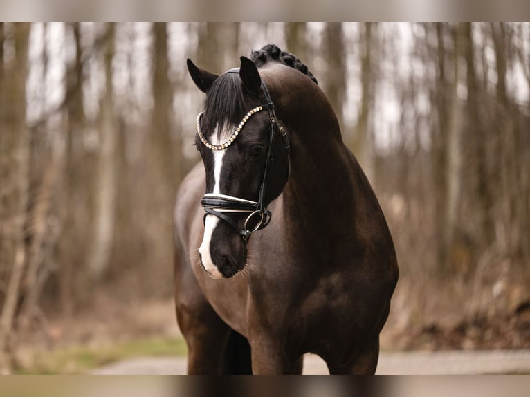KWPN Gelding 5 years 16,2 hh Black in Wehringen