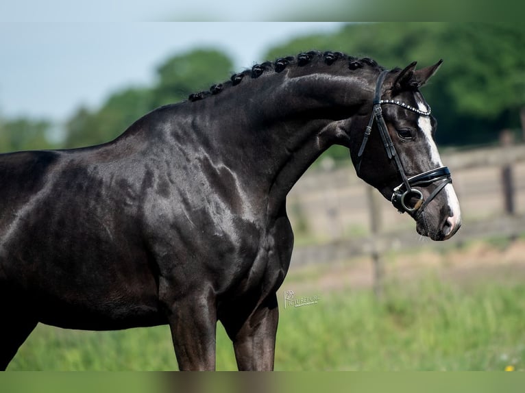 KWPN Gelding 5 years 16,2 hh Black in Peer