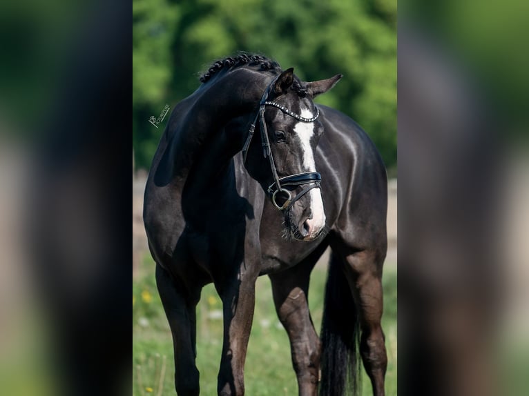 KWPN Gelding 5 years 16,2 hh Black in Peer