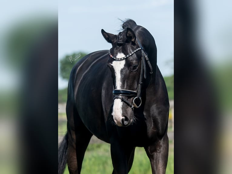 KWPN Gelding 5 years 16,2 hh Black in Peer