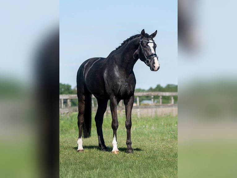 KWPN Gelding 5 years 16,2 hh Black in Peer