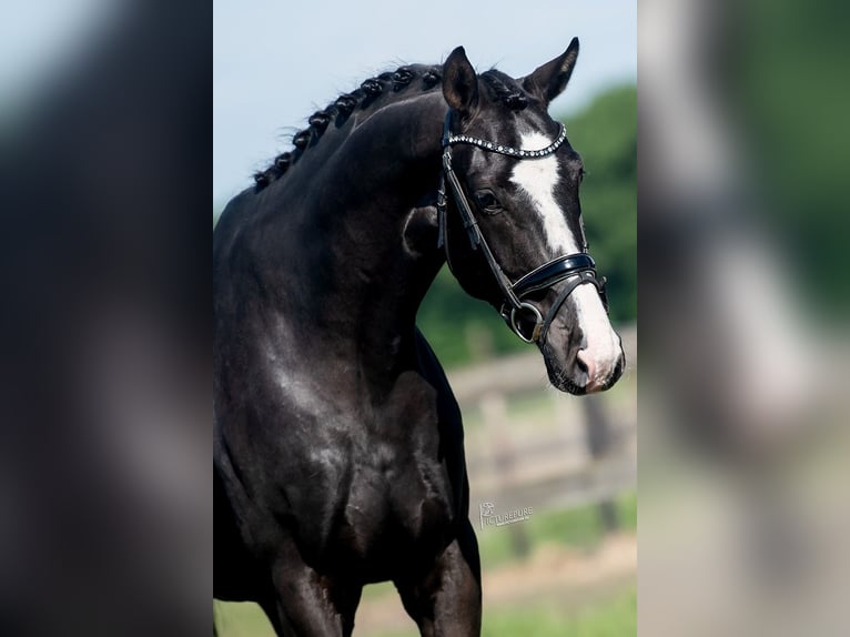 KWPN Gelding 5 years 16,2 hh Black in Peer