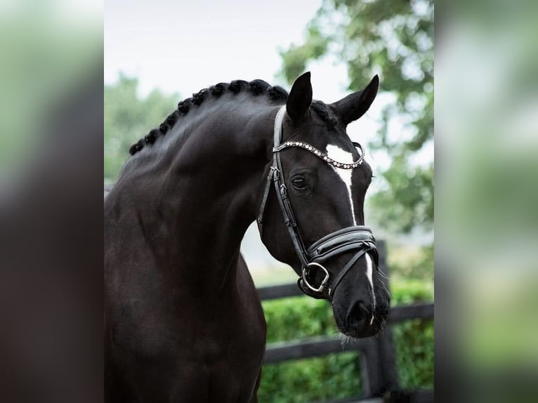 KWPN Gelding 5 years 16,2 hh Black in B&#xE9;k&#xE9;sszentandr&#xE1;s
