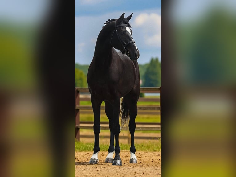 KWPN Gelding 5 years 16,2 hh Black in B&#xE9;k&#xE9;sszentandr&#xE1;s