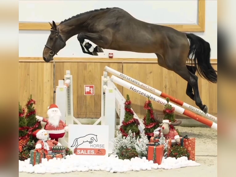 KWPN Gelding 5 years 16,2 hh Brown in Békéscsaba