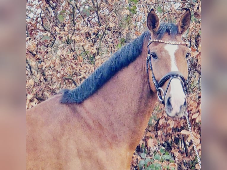 KWPN Gelding 5 years 16,2 hh Brown in Someren