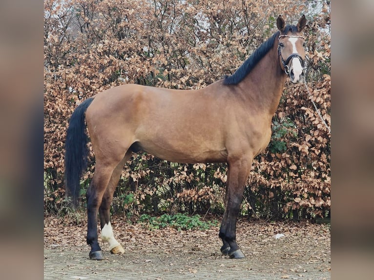KWPN Gelding 5 years 16,2 hh Brown in Someren