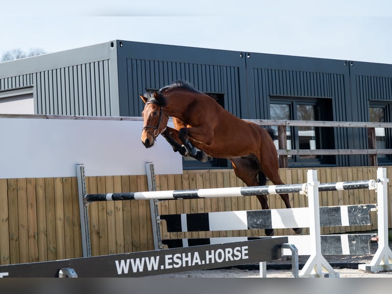 KWPN Gelding 5 years 16,2 hh Brown in GROTE-BROGEL