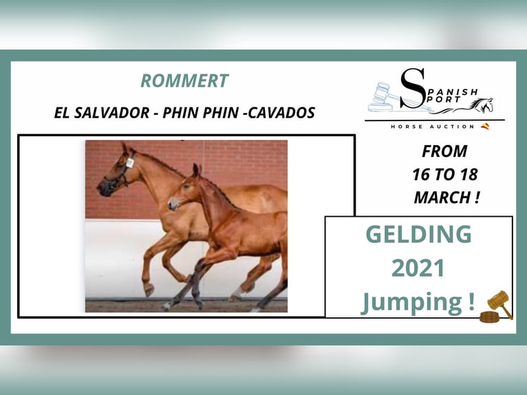 KWPN Gelding 5 years 16,2 hh Brown in Oviedo