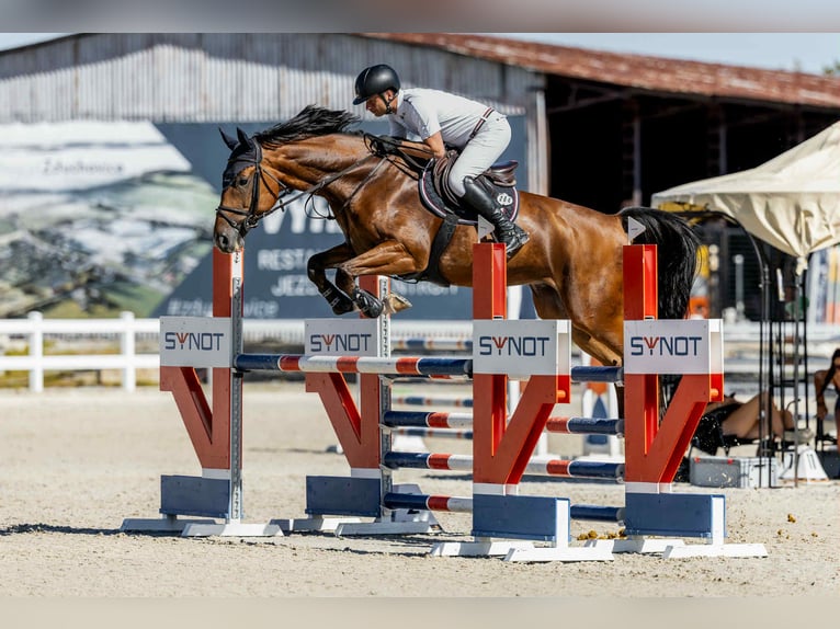 KWPN Gelding 5 years 16,2 hh Brown in Prag