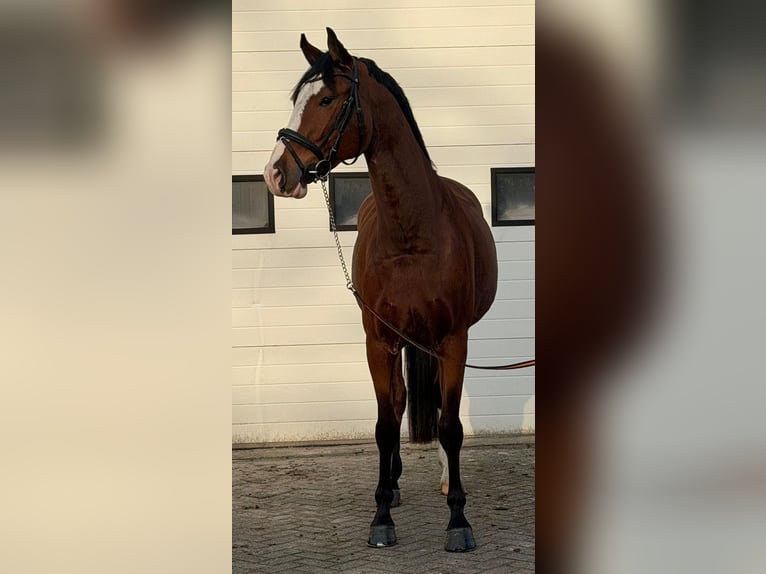 KWPN Gelding 5 years 16,2 hh Brown in Someren