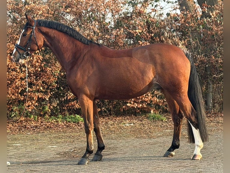 KWPN Gelding 5 years 16,2 hh Brown in Someren