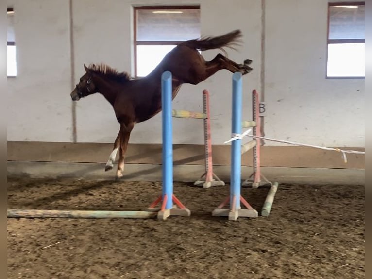 KWPN Gelding 5 years 16,2 hh Chestnut in Bekescsaba