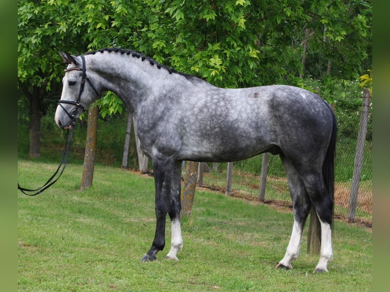 KWPN Gelding 5 years 16,2 hh Grey in Csabacs&#x171;d