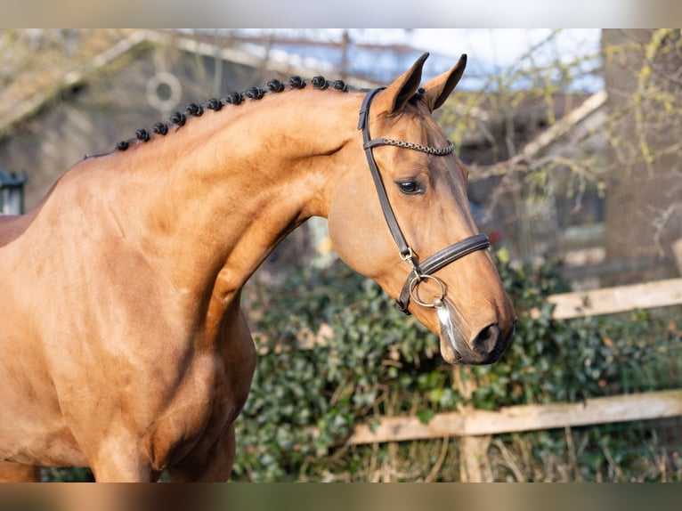 KWPN Gelding 5 years 16,2 hh  in Heerde