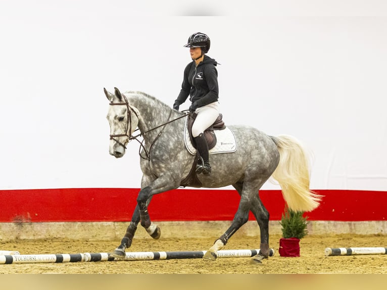KWPN Gelding 5 years 16,2 hh in Waddinxveen