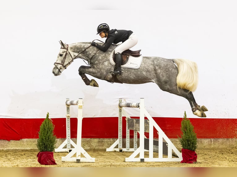 KWPN Gelding 5 years 16,2 hh in Waddinxveen