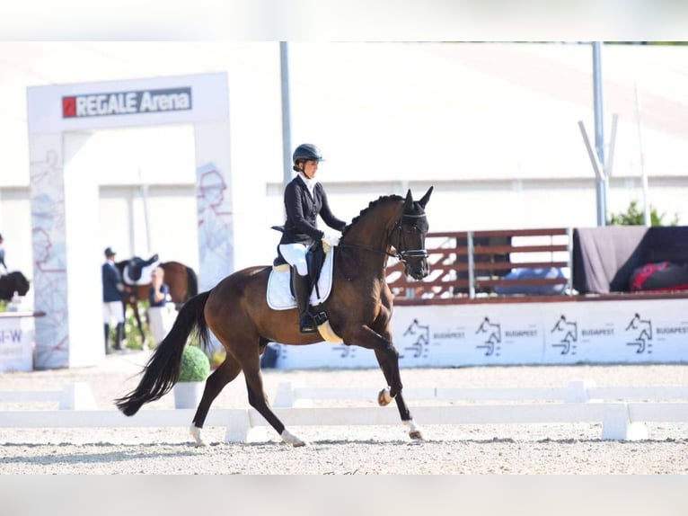 KWPN Gelding 5 years 16,3 hh Bay-Dark in Gyula