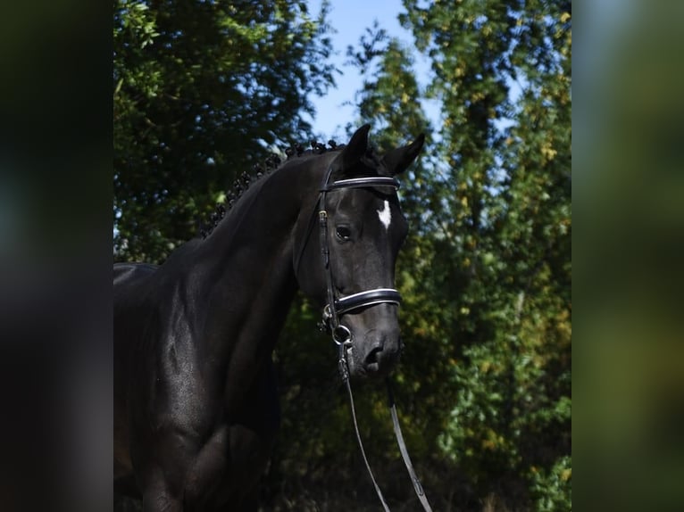 KWPN Gelding 5 years 16,3 hh Bay-Dark in Gyula