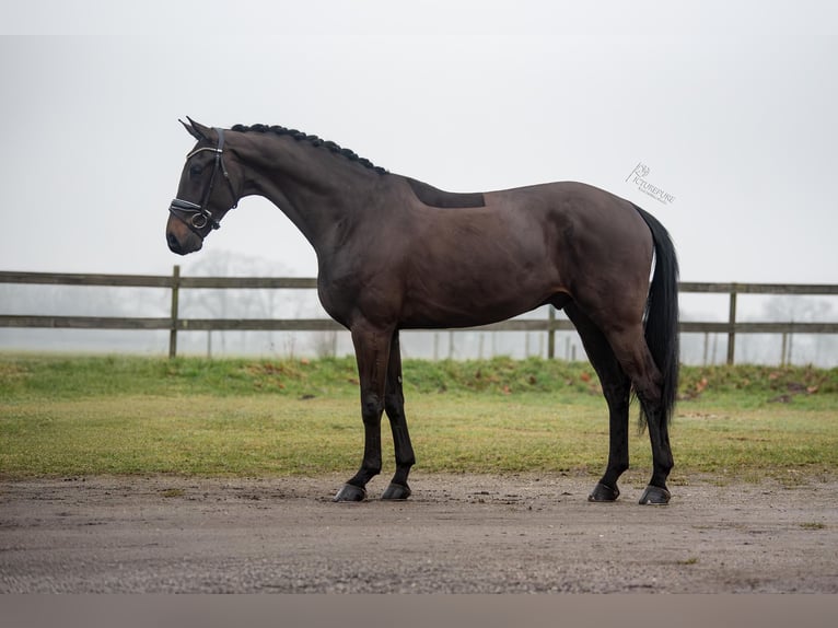 KWPN Gelding 5 years 16,3 hh Bay-Dark in Peer