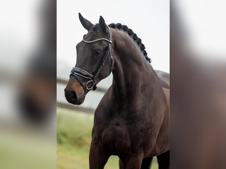 KWPN Gelding 5 years 16,3 hh Bay-Dark in Peer