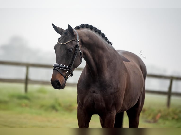 KWPN Gelding 5 years 16,3 hh Bay-Dark in Peer