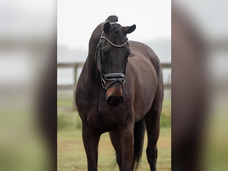 KWPN Gelding 5 years 16,3 hh Bay-Dark in Peer