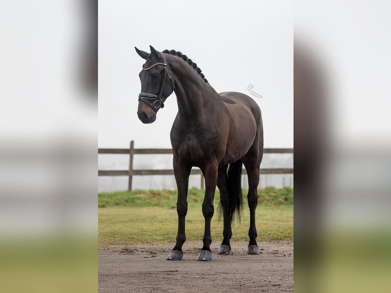 KWPN Gelding 5 years 16,3 hh Bay-Dark in Peer