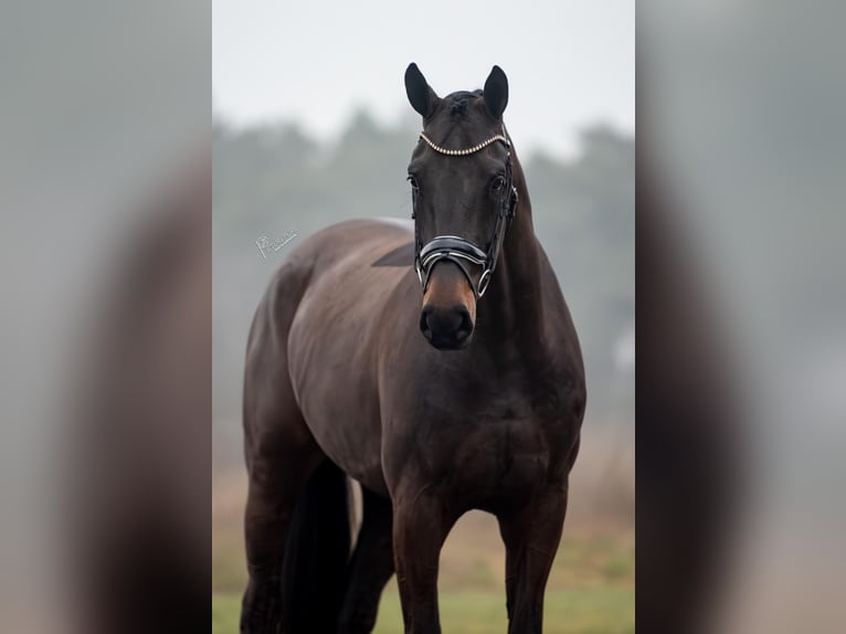KWPN Gelding 5 years 16,3 hh Bay-Dark in Peer