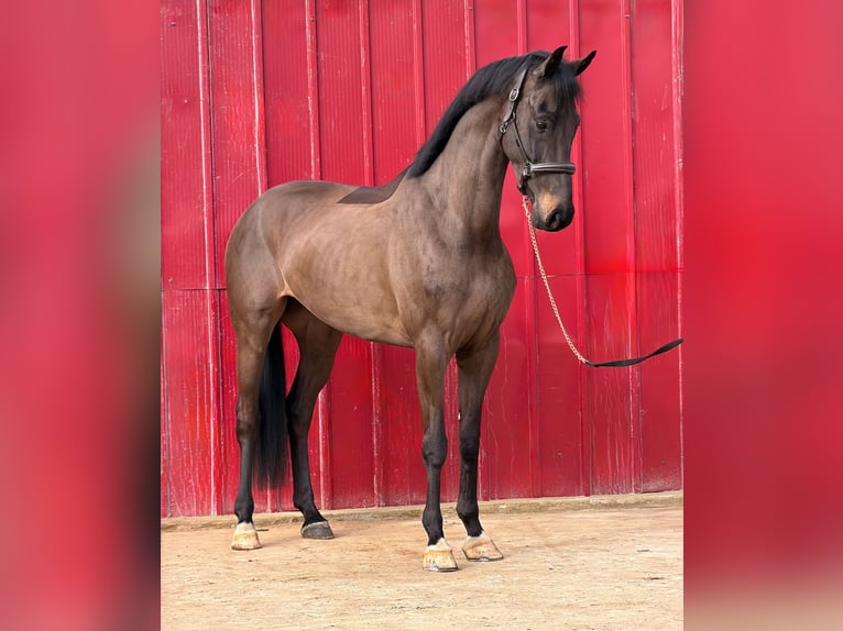 KWPN Gelding 5 years 16,3 hh Brown in Loipersbach im Burgenland