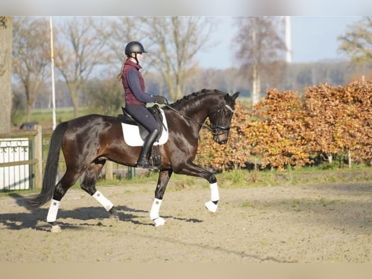 KWPN Gelding 5 years 16,3 hh Brown in Loipersbach im Burgenland