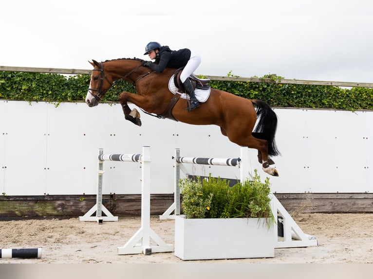 KWPN Gelding 5 years 16,3 hh Brown in Waddinxveen KWPN Gelding 5 years 16,3 hh Brown in Waddinxveen